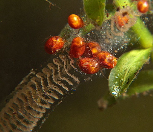 mites raiding egg gelatin
of Chironomus by Chris Krambeck 